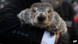 Panksatoni Fil, najpoznatiji mrmot na svetu (Foto: AP/Barry Reeger)
