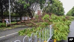 A man steps over a fallen tree in the aftermath of Typhoon Doksuri in Jinjiang city in southeastern China's Fujian province, July 28, 2023.