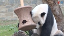 តើ​កម្មវិធី​ខ្លា​ឃ្មុំ​ផេនដា​យក្ស​នៅ​អាមេរិក​ជា​ជន​រងគ្រោះ​នៃ​ភាព​តានតឹង​រវាង​អាមេរិក​និង​ចិន​មែន​ទេ?