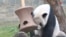 thumbnail Is Giant Panda Program in US a Victim of US-China Tensions? 