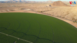 រដ្ឋ Arizona ផ្តាច់កុងត្រាជួលដីដាំរុក្ខជាតិ Alfalfa ជាមួយក្រុមហ៊ុនអារ៉ាប៊ីសាអូឌីត