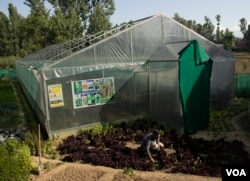 Kashmir valley is adopting the cultivation and growing of non-indigenous plants citing the growing demand in the region. (Wasim Nabi/VOA)