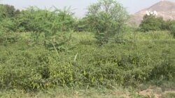 په کرنیزو ځمکو کې د کورونو جوړولو کروندګرو اندېښمن کړي