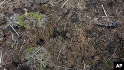FILE - Trees lie in an area of recent deforestation identified by agents of the Chico Mendes Institute in the Chico Mendes Extractive Reserve, Acre state, Brazil, Dec. 8, 2022. 