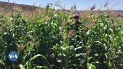 ሓረስቶት መስኖ ካብ ተርእዮ ጥሜት ምግልጋሎም ይገልፁ፡ ንዝያዳ ሓገዝ ግን ይፅውዑ