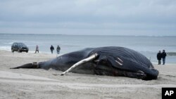 
نیو یارک میں لیڈو ساحل پر ایک مردہ وہیل ۔ دسمبر 2023 .