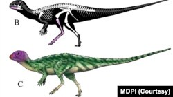 ภาพจำลองไดโนเสาร์ มินิโมเคอร์เซอร์ ภูน้อยเอนซิส