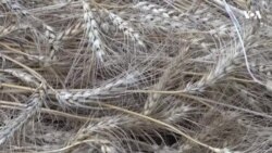 سږ کال د غنمو له حاصلاتو څخه خوشحاله نه یو – د ننګرهار کروندګر 