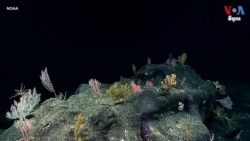 ការបដិសេធ​របស់​បណ្ដា​ប្រទេស​ដីកោះ​ប៉ាស៊ីហ្វិក​ចំពោះ​ផែនការ​បញ្ចេញ​ទឹក​សំណល់​វិទ្យុ​សកម្ម​របស់​ជប៉ុន​ទទួល​បាន​ការគាំទ្រ