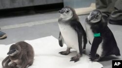 An unnamed African penguin chick, left, born in January 2024, sits on a towel next to Nelson, middle, and Alice, both born in November 2023, at the California Academy of Sciences in San Francisco, Feb. 8, 2024. 