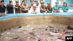 지난 2018년 8월 김정은 북한 국무위원장이 황해남도 삼천 메기공장을 방문했다며, 관영 매체들이 사진을 공개했다.