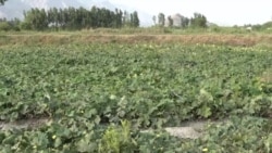 د سږکال د سبزیو له کښت او حاصلاتو خوښ یو - د کونړ کروندګر