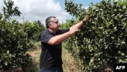 Yassine Gargouri, a farmer who hired the RoboCare startup company to fly drones over his agricultural domain checks his citrus trees in the region of Nabeul, Aug. 30, 3023.,