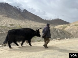 A man and his yak walk on newly constructed blacktopped roads in Ladakh near the Line of Actual Control. (Bilal Hussain/VOA)