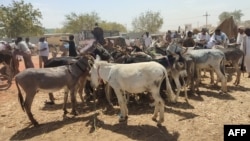苏丹东部盖达勒夫州的一个露天市场上，贸易商和驴农聚集在一起。（资料照片，2024年2月16日）