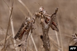 Locusts feed during a locusts swarm at Kandali area in Sholgara district, Balkh province, on June 4, 2023.