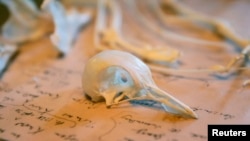 FILE - Pigeon bones are displayed in Charles Darwin's former home Down House, Kent, southern England February 12, 2009. (REUTERS/Tal Cohen)