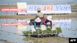 북한 남포시 강서구 농민들이 북한 선전 현수막 앞에서 모내기를 이용해 벼를 심고 있다. (자료화면)
김원진 / AFP