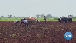 በዐማራ ክልል የቀጠለው ግጭት እና የግብርና አቅርቦት እጥረት የኢትዮጵያን የምግብ ዋስትና አደጋ ላይ ጥሏል