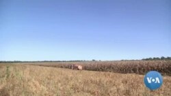 Zambian Opposition Decries Kenyan Maize Farming Deal