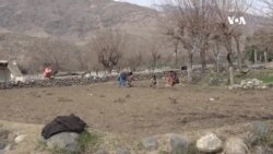 د بندونو د نشتوالي له امله سیلابونه زمونږ ولاړ فصلونه له منځه وړي – کروندګر