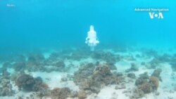 Наместо нуркачи, подводни дронови ги истражуваат коралните гребени