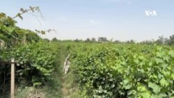 سږ کال په کندز کې د انګورو ښو حاصلاتو ته تمې زیاتې دي- کروندګر