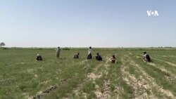 د کوکنارو په کر کېلې له بندیز وروسته مو د زیرې کرلو ته مخه کړې ده – د بلخ ولسوالۍ یو شمېر کروندګر
