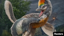 A life reconstruction of the bird-like dinosaur Fujianvenator prodigiosus. (Chuang Zhao/Handout via REUTERS)