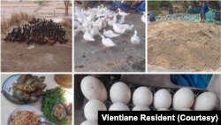 ພາບຈາກສວນຄົວ ທີ່ໄດ້ຮັບການສະໜອງຈາກຜູ້ປະກອບການສວນຄົວ, ເມືອງສີໂຄດຕະບອງ, ນະຄອນຫຼວງວຽງຈັນ.