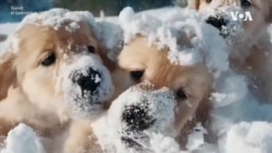 Креирање видеа преку зборови: Вештачката интелигенција влегува во нови сфери