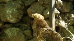 Kenya’s Electrical Wires, Poles Pose Threat to Rare Birds