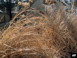 Dead plant material shelters sleeping insects until they awake in mid to late spring, March 15, 2023. (Jessica Damiano via AP)