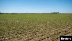 FILE - Soybean plants begin to show signs of growth at Mark Tuttle's soy farm in Somonauk, Illinois, May 30, 2024. 