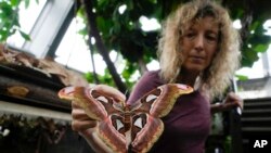 FILE - Ornithologist Francesca Rossi holds a newborn female attacus lorquinii at the greenhouse of the Museo delle Scienze (MUSE), a science museum in Trento, Italy, May 6, 2024.