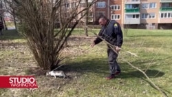 BH život turske mačke Aleyni