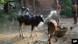 A villager sprays water on his livestock to protect them from heat in Ballia district, Uttar Pradesh state, India, June 19, 2023.