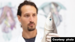 Andrej Gajić, Foto: SharklabAdria / M. Prelevic