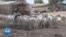 Dakar : pénurie des moutons de Tabaski
