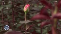 የአውሮፓ ኅብረት ውሳኔ የኢትዮጵያ አበባ አምራቾችን አስግቷል