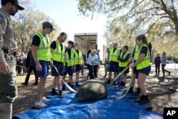 Peneliti dan anggota staf Disney bersiap untuk membawa manatee bernama Scampi ke Sungai St. Johns dari rehabilitasi di Blue Spring State Park, Orange City, Florida, Senin, 13 Februari 2023. (AP/Phelan M. Ebenhack)