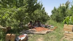 په بلخ کې شفتالو ښه حاصلات کړي؛ خو کروندګر وايي بیې یې ټیټې دي