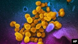 FILE - This undated, colorized electron microscope image made available by the U.S. National Institutes of Health in February 2020 shows the Novel Coronavirus SARS-CoV-2. (NIAID-RML via AP, File)