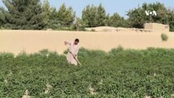Pashto Digital Former Poppy Farmer Balkh 07.16.2024 by Sohaib Niazman.mp4