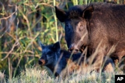 Divlje svinje fotografisane blizu mjesta LaBelle na Floridi, 25. oktobra 2019. godine.