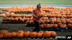 Volunteer Teena Larson works in a church pumpkin patch, Oct. 27, 2023, in San Antonio, Texas. 