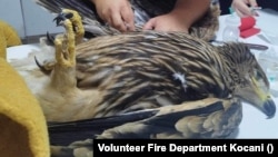 Источноевропски царски орел, птица на листата на загрозени птици во Европа, пронајден на кров од викендица на Поинаква, Општина Кочани, добива третман во ветеринарна амбуланта, 6 август 2024 година, во Кочани, Северна Македонија.