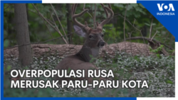Overpopulasi Rusa Merusak Paru-Paru Kota