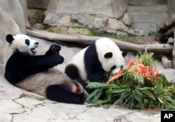 FILE - Xuang Xuang, panda jantan (kiri), bermain di tanah, saat Lin Hui (kanan), panda betina, makan kue yang terbuat dari bambu dan wortel untuk merayakan ulang tahun keempatnya di Kebun Binatang Chiang Mai, provinsi Chiang Mai, utara Bangkok, Thailand, 28 September 2005. (AP/Wichai Traprew, File)