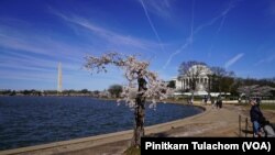 นักท่องเที่ยวแวะเวียนเข้ามาสัมผัสและเก็บความทรงจำครั้งสุดท้ายกับ 'สตัมปี' ต้นซากุระริมอ่างเก็บน้ำไทดัล เบซิน ที่จะถูกถอนในช่วงเดือนพฤษภาคม 2024 เพื่อปรับปรุงพื้นที่